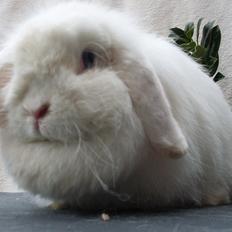 Kanin Snehvide