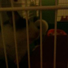 Hamster oskar R.I.P. elsket aldrig glemt