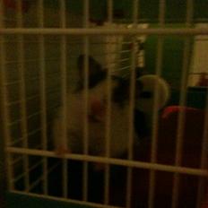 Hamster oskar R.I.P. elsket aldrig glemt