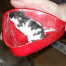 Hamster oskar R.I.P. elsket aldrig glemt