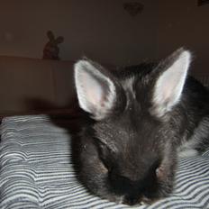 Kanin Mynte - Hermelin