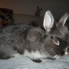 Kanin Mynte - Hermelin