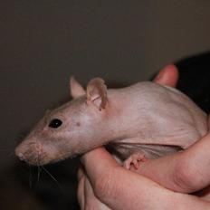 Tamrotte Rizzo(plejebarn)