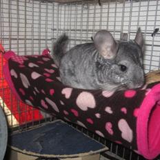 Chinchilla Wilma *aflivet d. 04-06-2012*