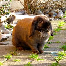 Kanin CAs Asterisk Tanah Rata