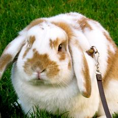 Kanin Riot's Cazador