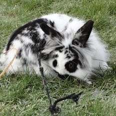 Kanin Stald Spirs Marokko De Maputo