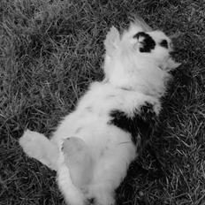 Kanin Stald Spirs Marokko De Maputo