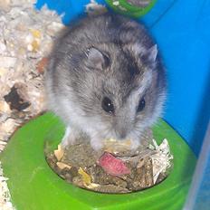 Dværghamster trille