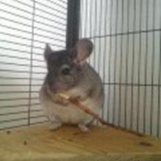 Chinchilla Cirkeline