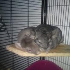 Chinchilla Cirkeline