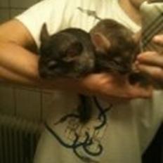 Chinchilla Cirkeline