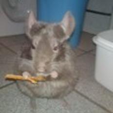 Chinchilla Nougat