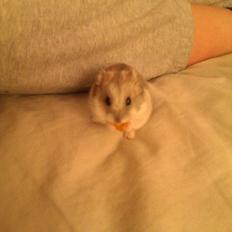 Dværghamster brownie