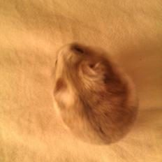 Dværghamster brownie