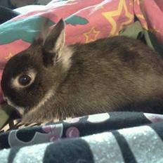 Kanin Holmdrup Huses Møffe