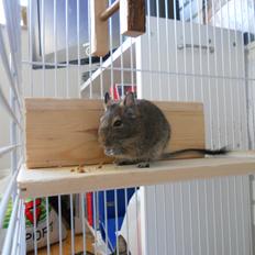 Degu Müsli 