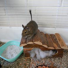Degu Müsli 