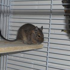 Degu Müsli 