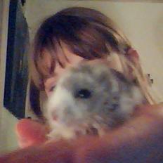 Dværghamster Alvin/Life