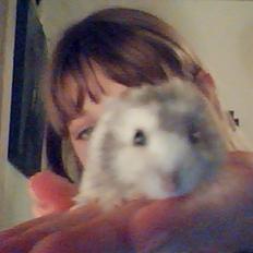 Dværghamster Alvin/Life