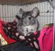 Chinchilla Vibsen *'aflivet d. 16-03-2012*