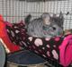 Chinchilla Wilma *aflivet d. 04-06-2012*