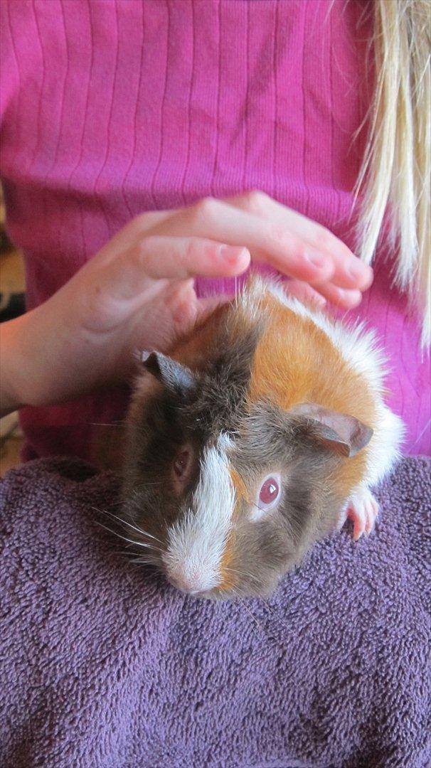 Marsvin Skovtoftens Maximus - Foto: Sofie Gawinski billede 2