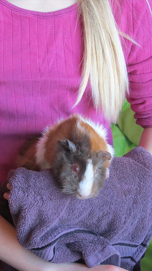 Marsvin Skovtoftens Maximus - Foto: Sofie Gawinski billede 6