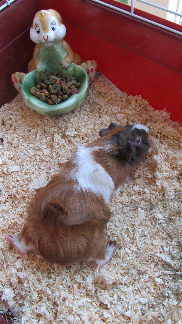 Marsvin Skovtoftens Maximus - 10 sekunder efter at han kom ned i sit nye bur for første gang.
Foto: Sofie Gawinski billede 7