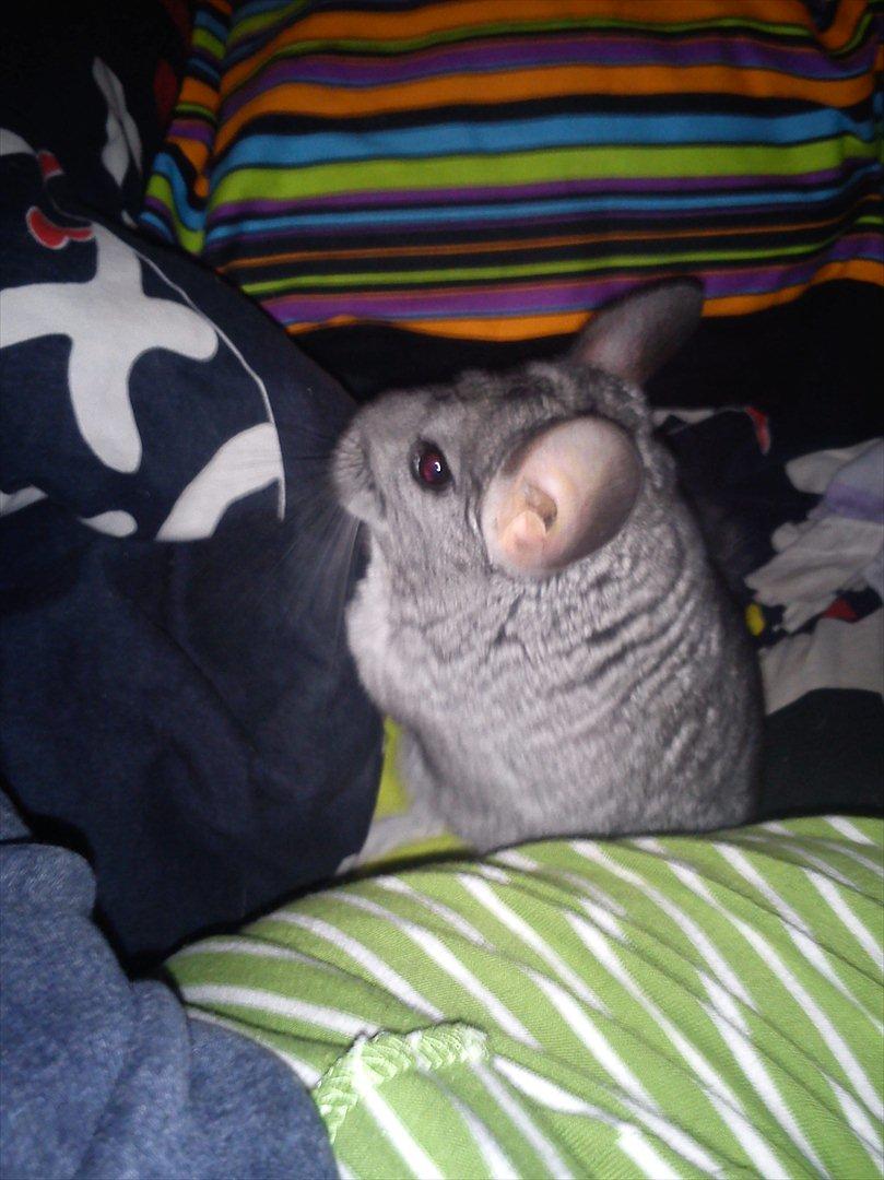 Chinchilla viola  billede 5