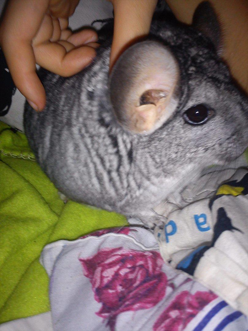 Chinchilla viola  billede 6