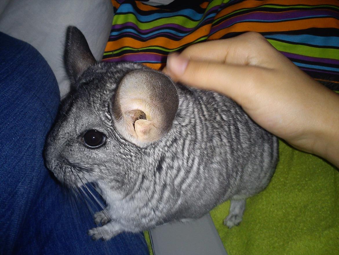 Chinchilla viola  billede 7