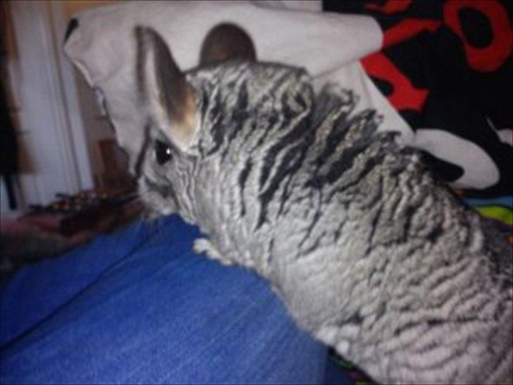 Chinchilla viola  billede 8