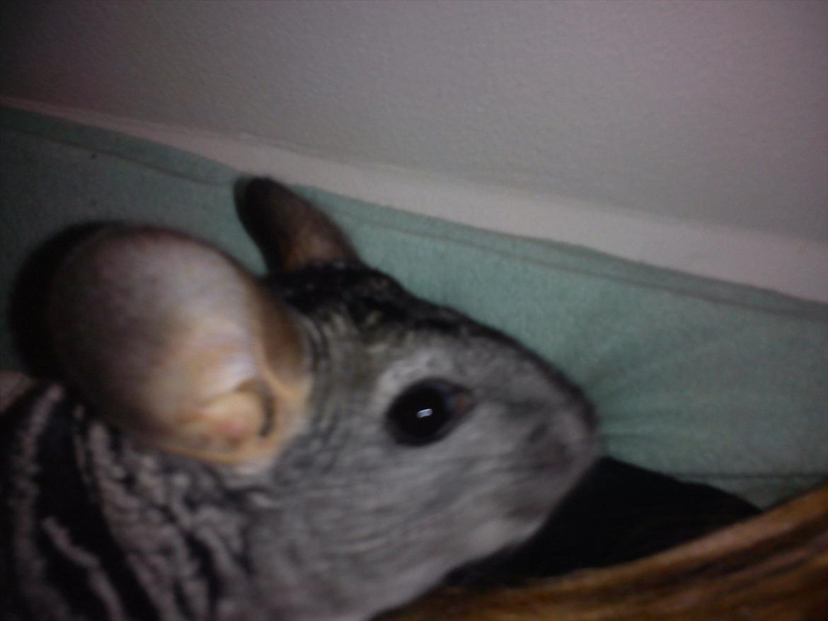 Chinchilla viola  billede 9