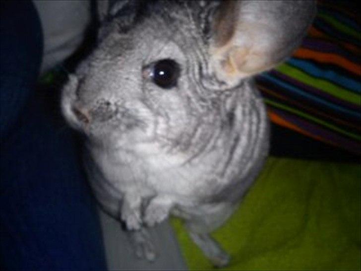 Chinchilla viola  billede 10