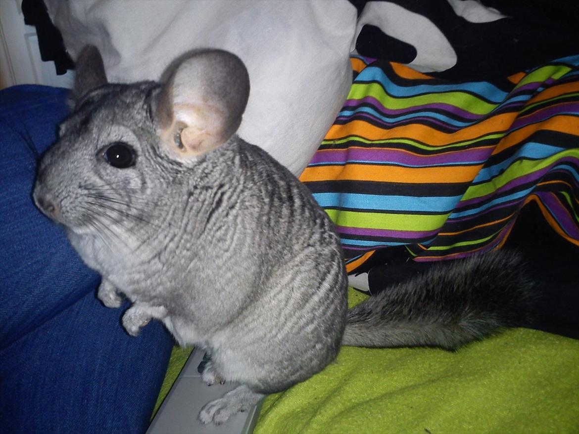 Chinchilla viola  - Viola du står på min fjenbetjening!!!!!xD billede 11