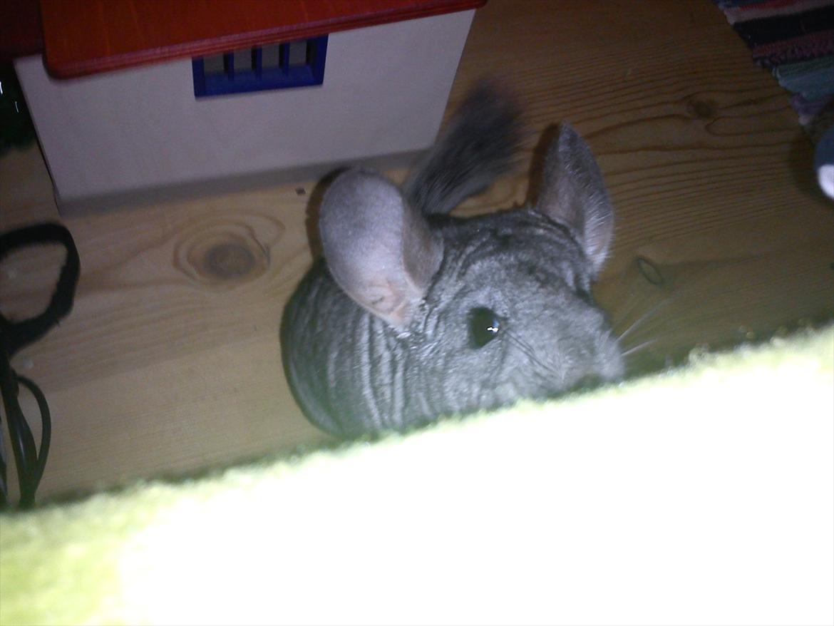 Chinchilla viola  - kan du ikke komme op i min seng??:-) billede 12