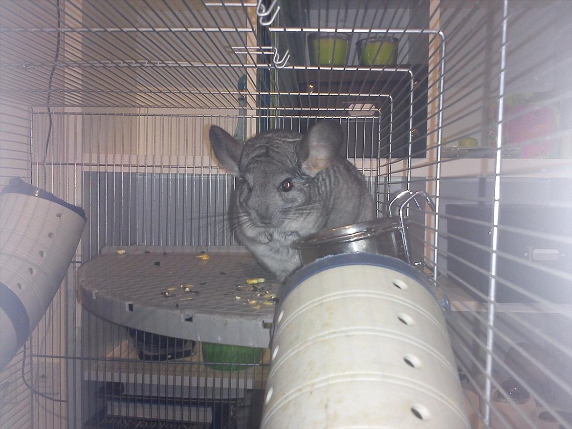 Chinchilla viola  billede 13