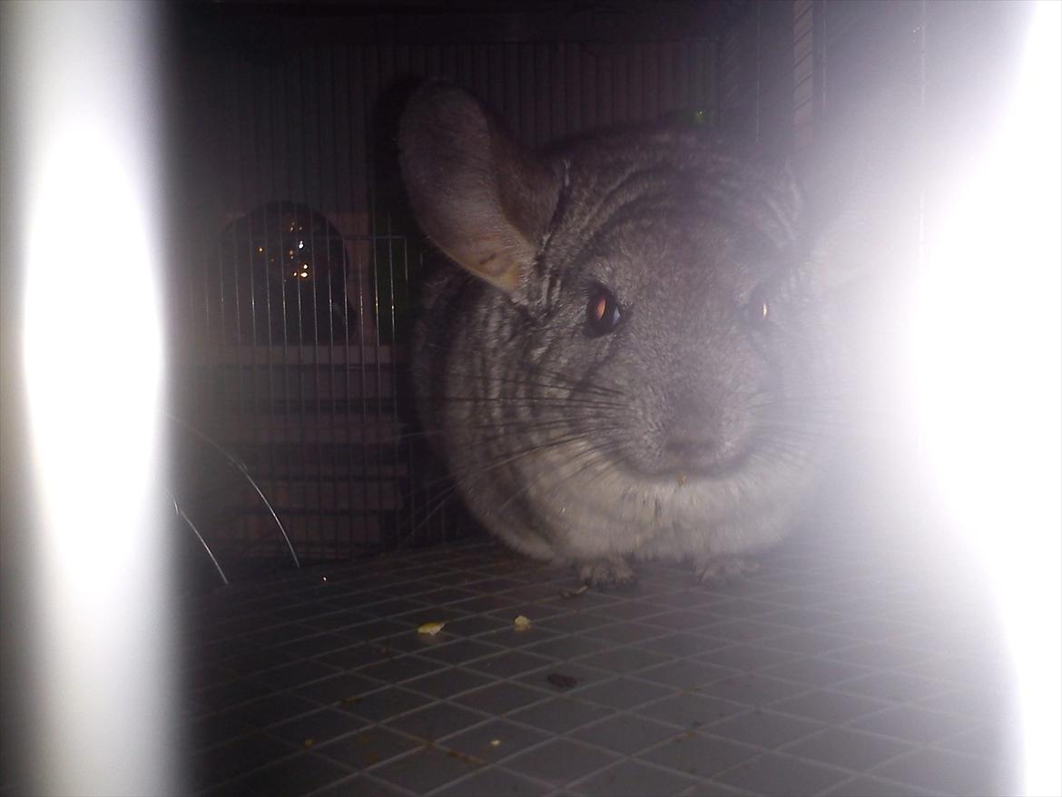 Chinchilla viola  billede 14