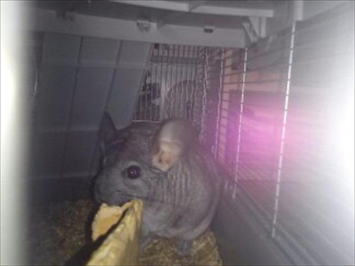 Chinchilla viola  billede 15