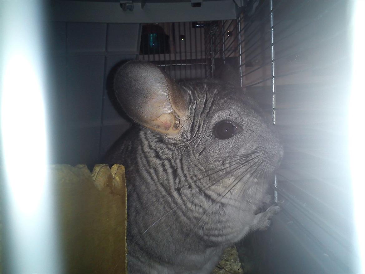 Chinchilla viola  billede 16
