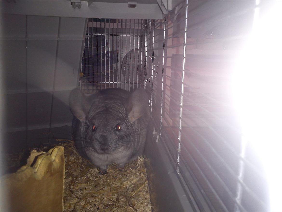 Chinchilla viola  billede 17