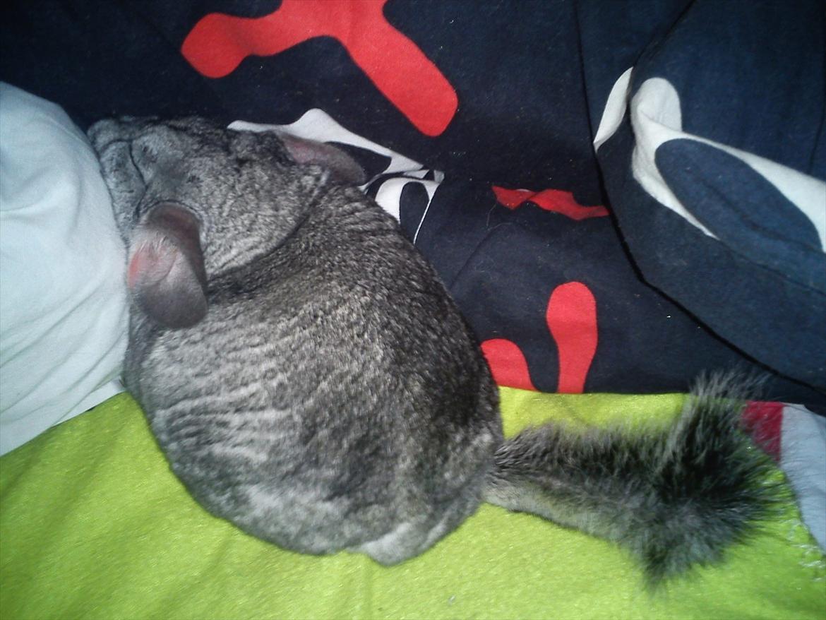 Chinchilla viola  - Nurh hvor er du bare nuser!!:-D billede 18