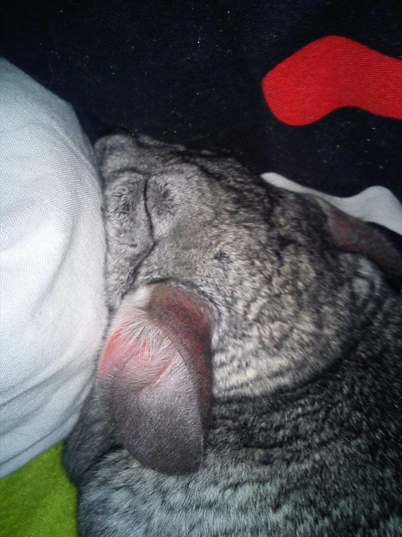 Chinchilla viola  - Viola tager sig lige en lur i min seng!!;-) billede 19