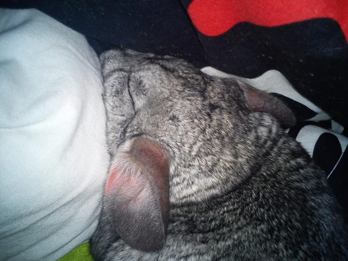 Chinchilla viola  - Viola der sover igen!:-) billede 20