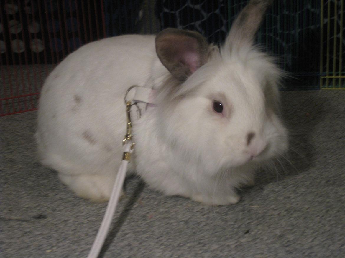 Kanin Vimse billede 6