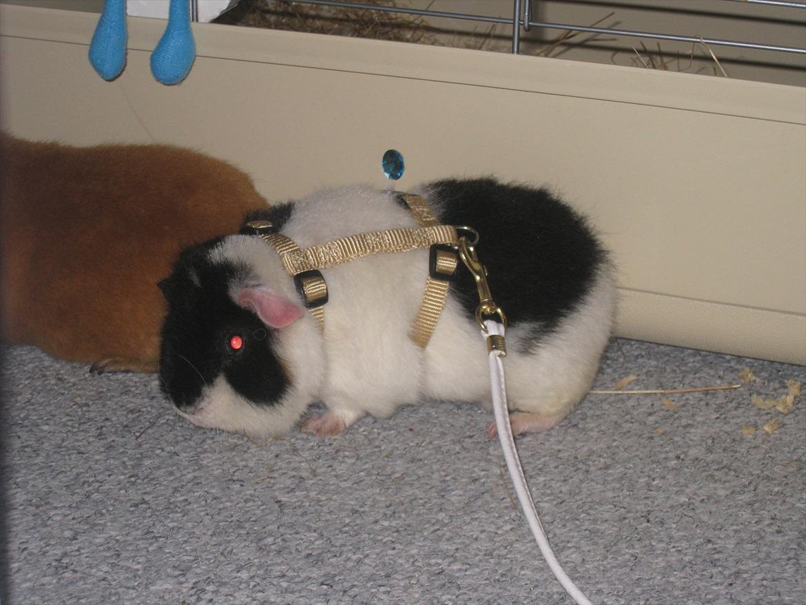 Marsvin panda pjuske (lillebrors) billede 7