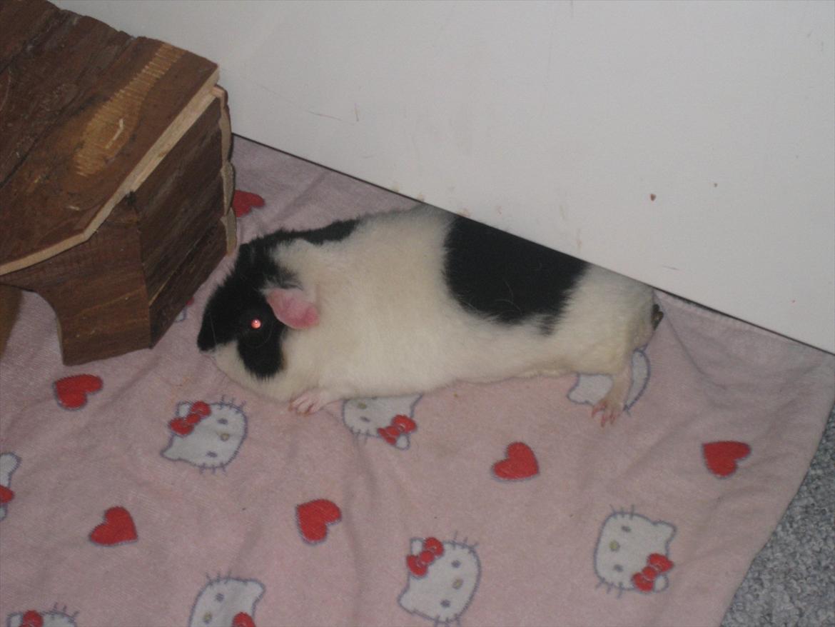 Marsvin panda pjuske (lillebrors) billede 2