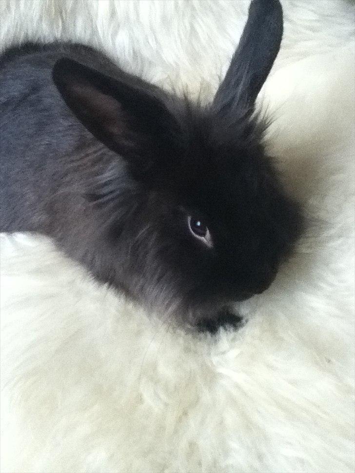 Kanin Pepsi Von Depsen billede 1